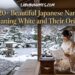 620-beautiful-japanese-names-meaning-white-and-their-origins