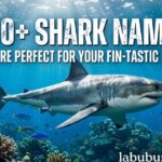 360+ Shark Names That Are Perfect for Your Fin-Tastic Friend